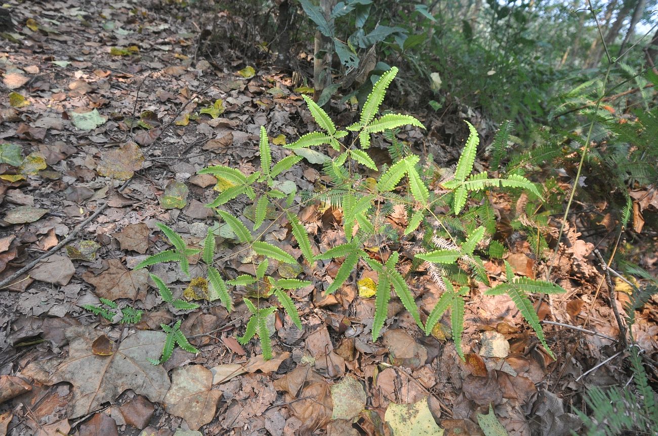 Image of Dicranopteris linearis specimen.