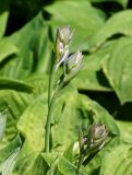 genus Hosta