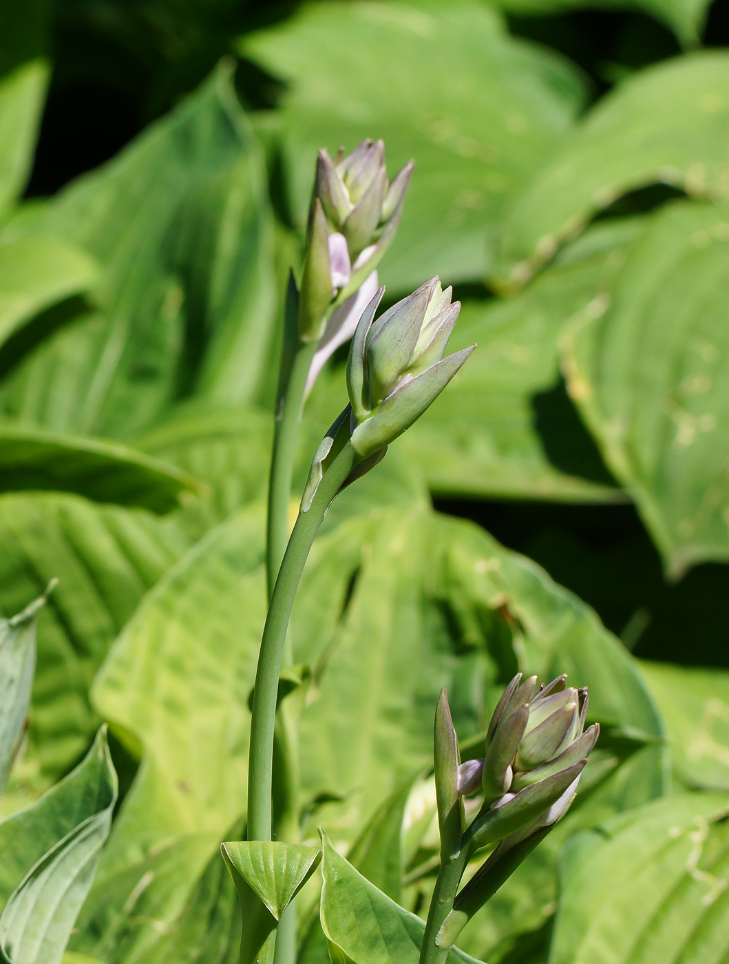 Изображение особи род Hosta.