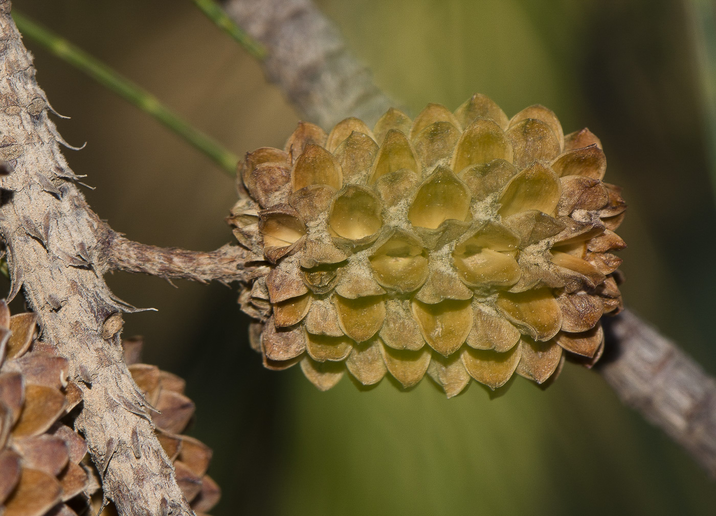 Изображение особи Casuarina equisetifolia.