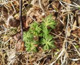 род Aconitum