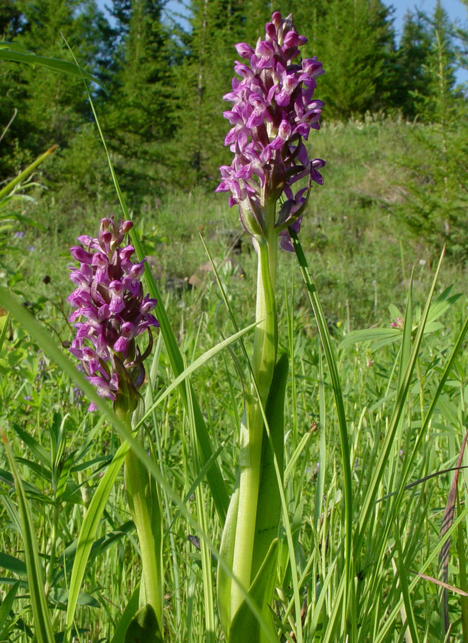 Image of Dactylorhiza incarnata specimen.