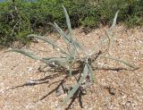 Jurinea longifolia. Вегетирующее растение (на заднем плане Ephedra distachya). Крым, Керченский п-ов, побережье Казантипского залива в окр. с. Песочное, тыльная сторона берегового вала. 22 мая 2018 г.