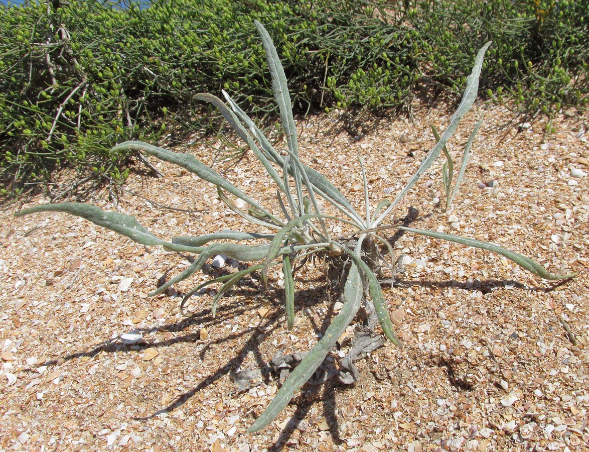 Image of Jurinea longifolia specimen.