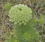 Visnaga daucoides