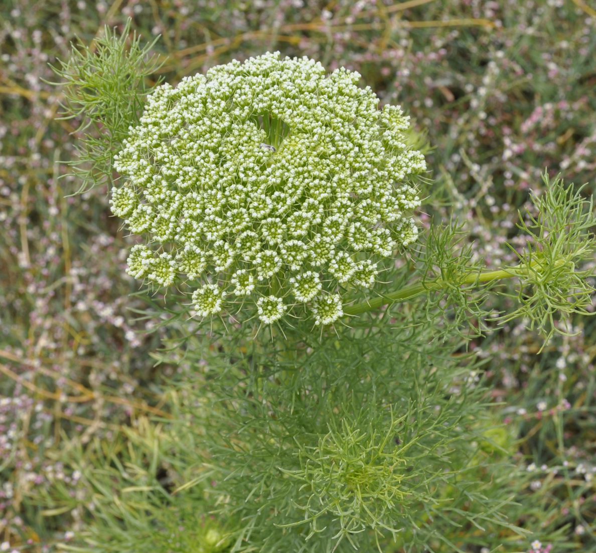 Изображение особи Visnaga daucoides.