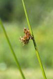 Juncus effusus