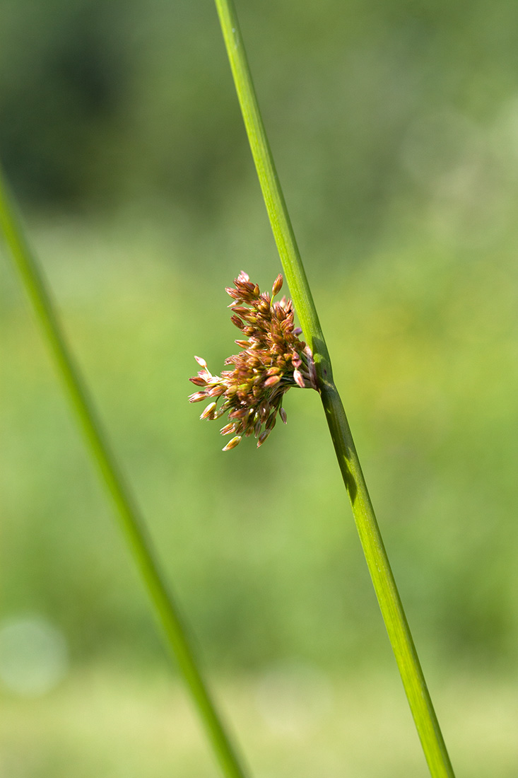 Изображение особи Juncus effusus.