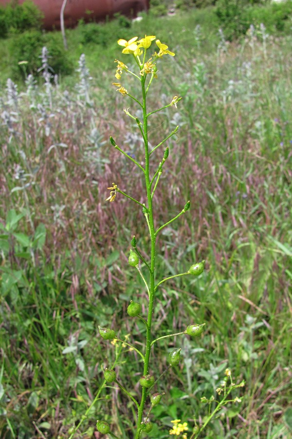 Image of Bunias orientalis specimen.
