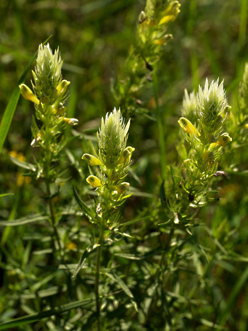 Image of Melampyrum argyrocomum specimen.