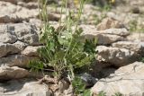 Pimpinella nigra
