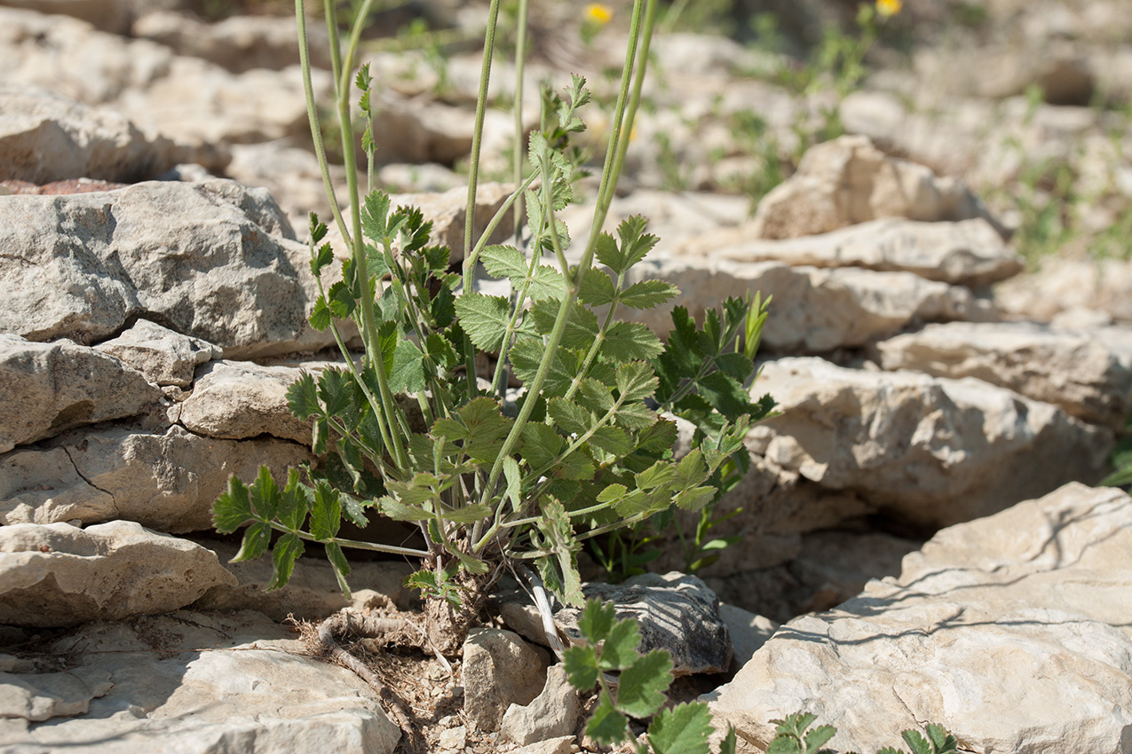 Изображение особи Pimpinella nigra.