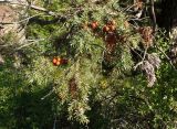 Juniperus deltoides