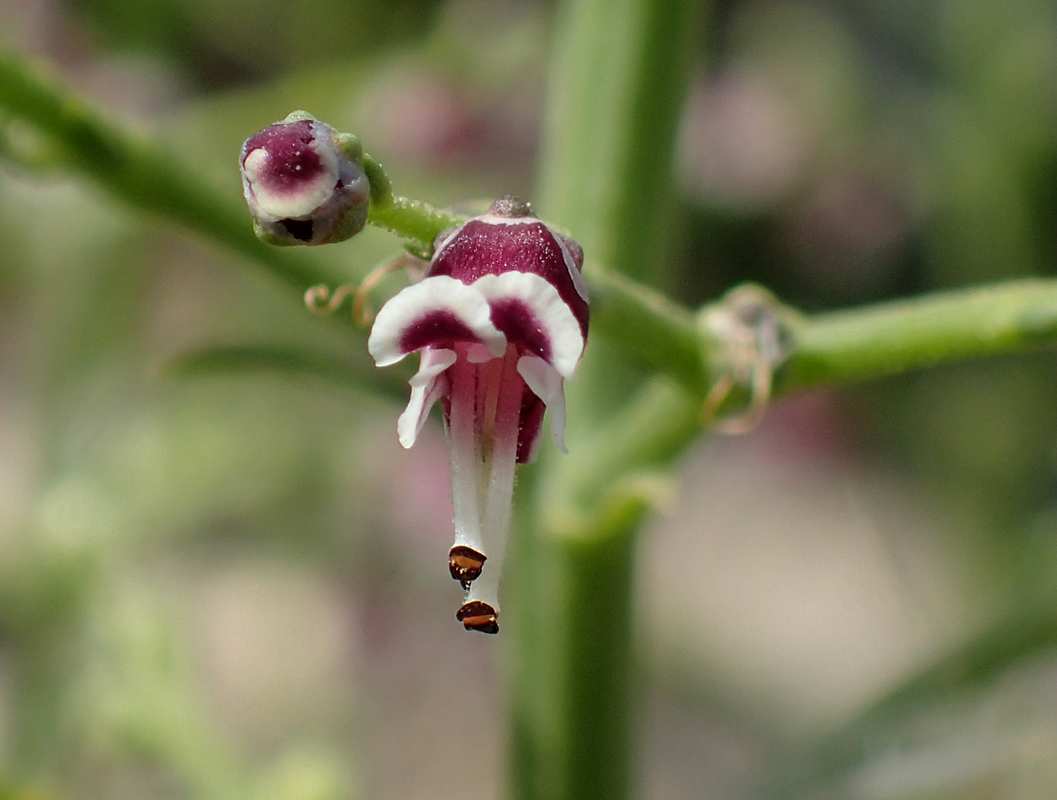 Изображение особи Scrophularia bicolor.