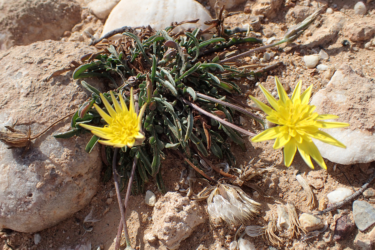 Image of Scorzonera cana specimen.