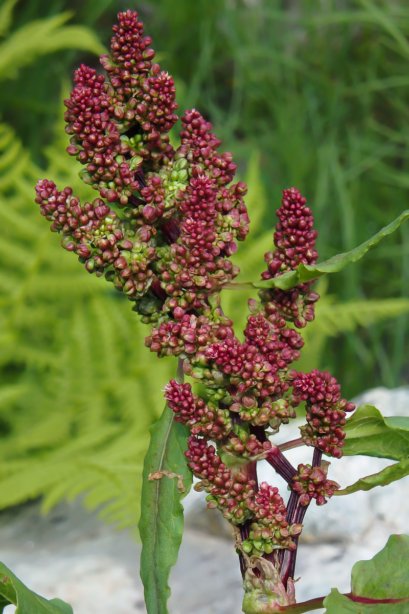 Изображение особи Rumex alpinus.