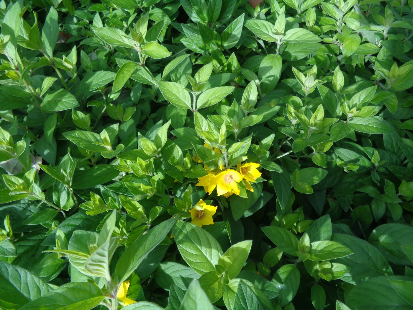 Изображение особи Lysimachia punctata.