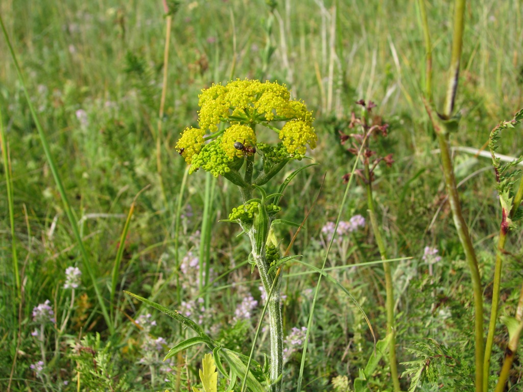 Изображение особи Pastinaca clausii.