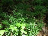 Galium odoratum. Напочвенный покров широколиственного леса с доминированием подмаренника. Дубрава \"Лес на Ворскле\", Белгородская обл., начало июля.