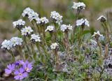 Eritrichium villosum. Цветущие растения (в левом нижнем углу - Primula algida). Кыргызстан, Иссык-Кульская обл., Внутренний Тянь-Шань, хр. Терскей Ала-Тоо, ущ. Чон-Кызылсуу, горная степь в р-не левого притока Саватор (в 3 км выше метеостанции), 2650 м н.у.м. 17.05.2018.