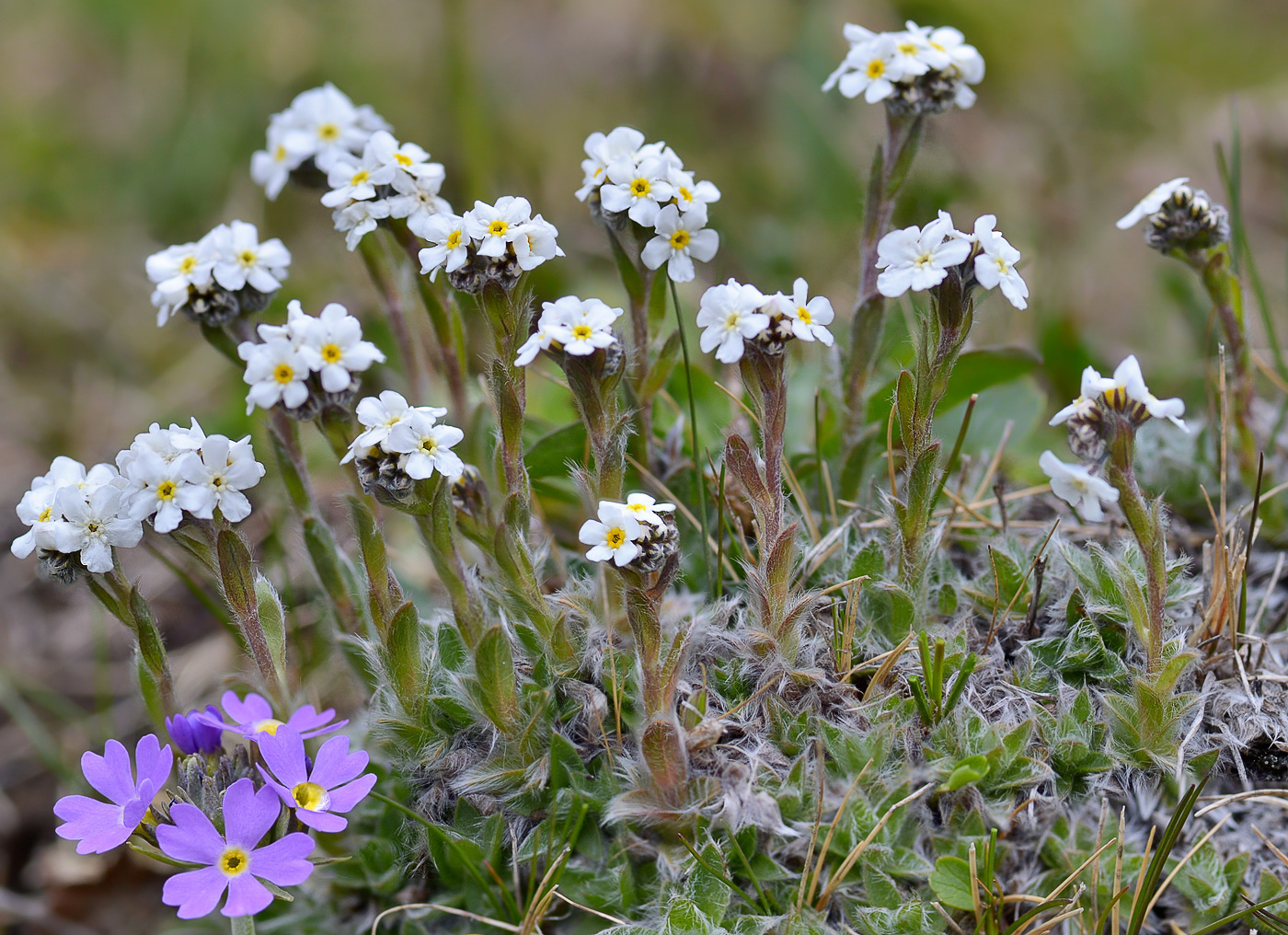 Изображение особи Eritrichium villosum.