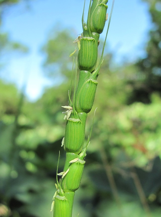 Изображение особи Aegilops tauschii.