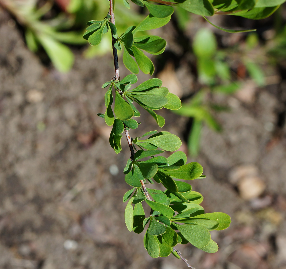 Image of Spiraea hypericifolia specimen.