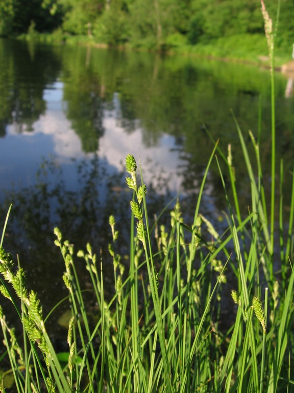 Изображение особи Carex canescens.