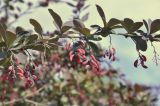 Berberis форма atropurpurea