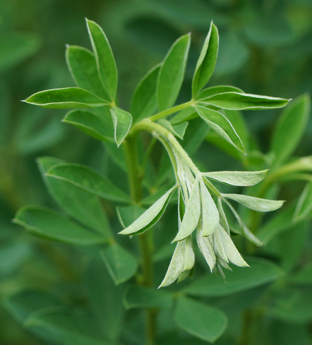 Изображение особи Chamaecytisus ruthenicus.