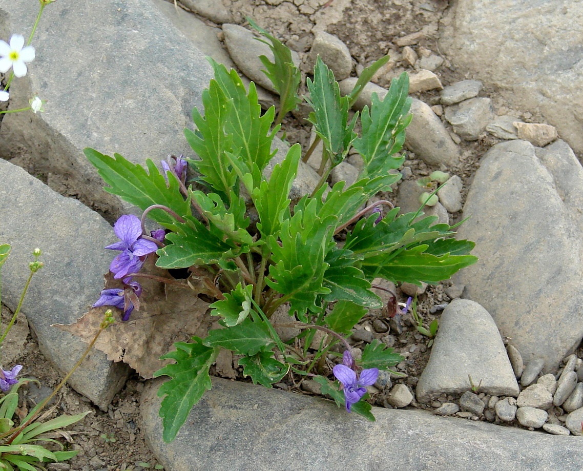 Image of Viola incisa specimen.