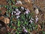 Cyclamen persicum. Цветущие растения. Турция, национальный парк Олимпос-Бейдаглары, мыс Гелидония, каменистый склон на опушке сосняка. 04.01.2019.