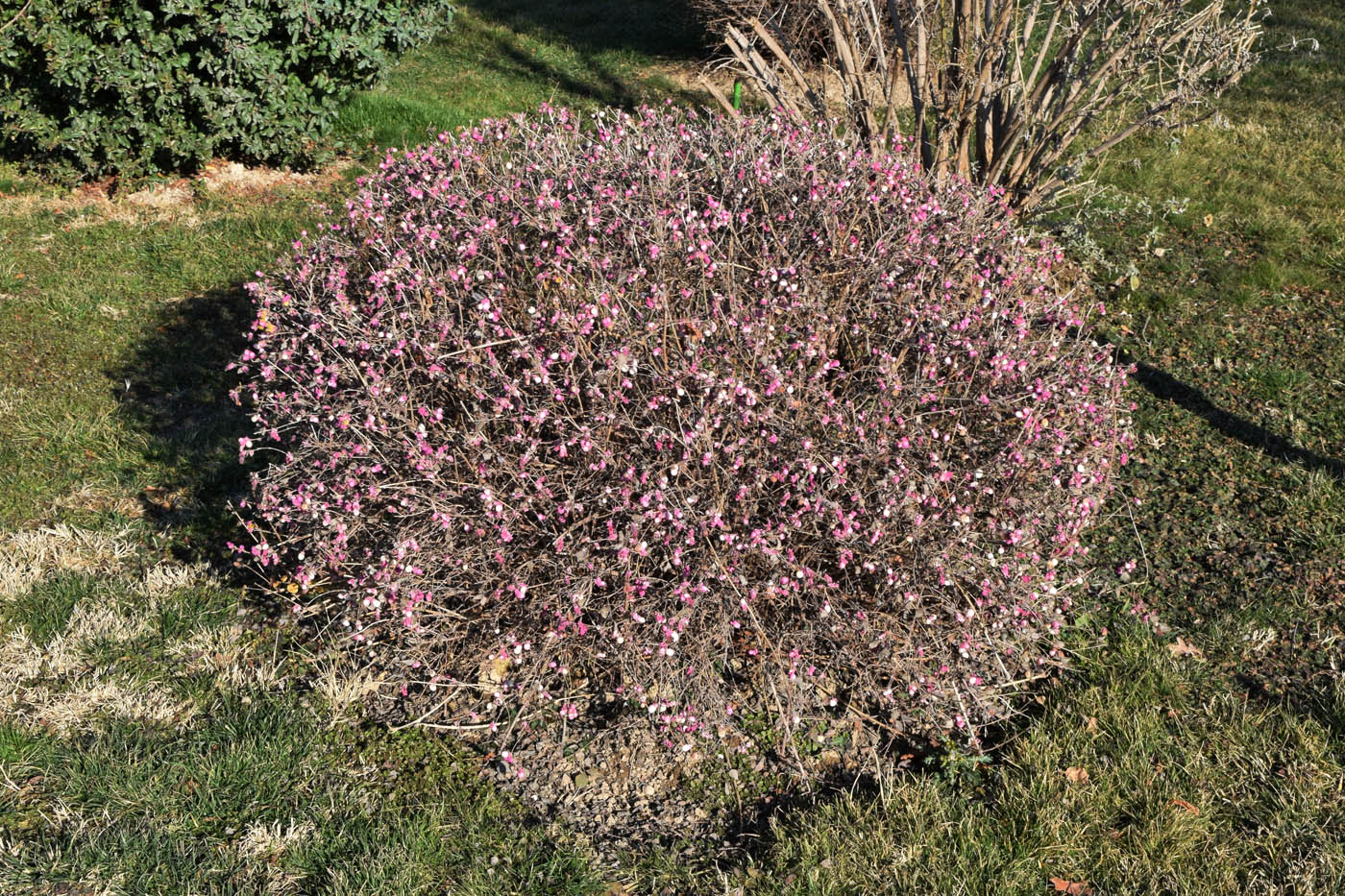 Image of Symphoricarpos &times; chenaultii specimen.