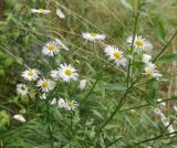 Erigeron annuus. Верхушка цветущего растения. Кабардино-Балкария, Зольский р-н, долина р. Гедмышх, обочина дороги. 17.09.2018.