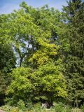 Juglans cinerea