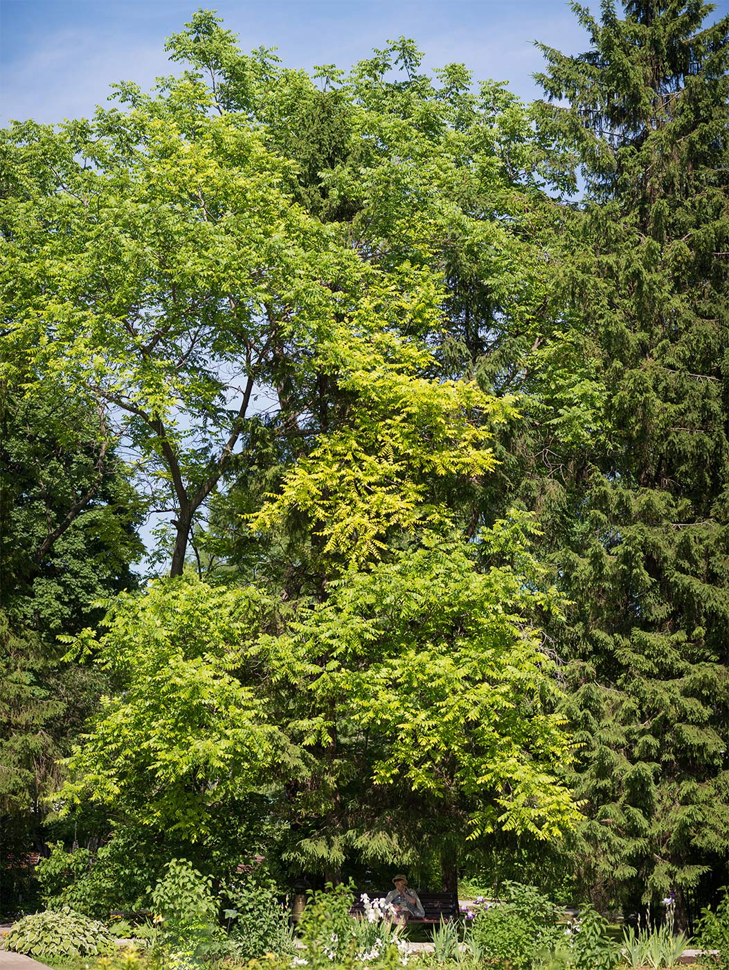 Image of Juglans cinerea specimen.