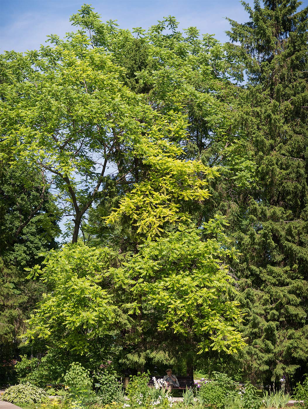 Изображение особи Juglans cinerea.