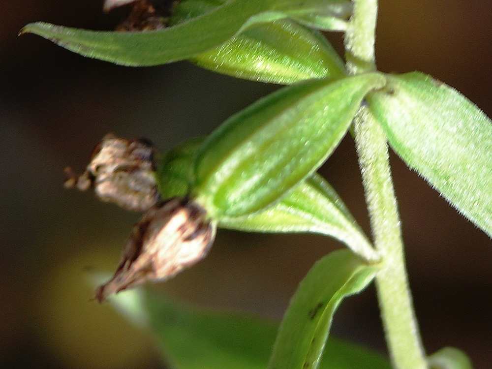 Image of Epipactis papillosa specimen.