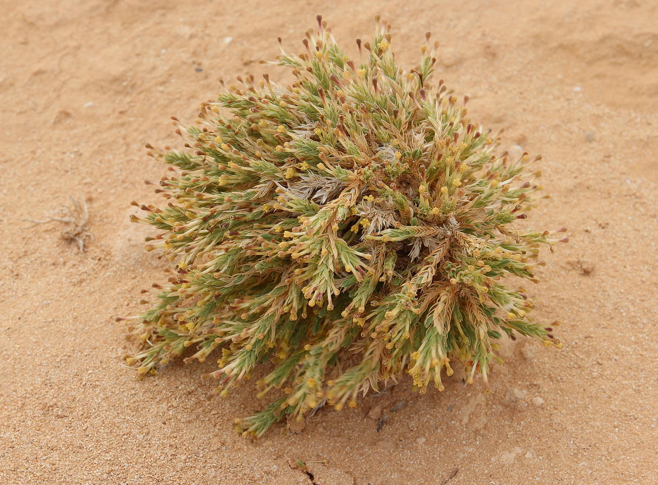 Image of Crucianella maritima specimen.