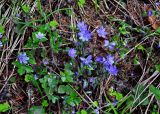 Hepatica nobilis. Цветущие растения. Новгородская обл., оз. Валдай, о-в Руднев (Рябиновый), опушка хвойного леса. 12.05.2019.