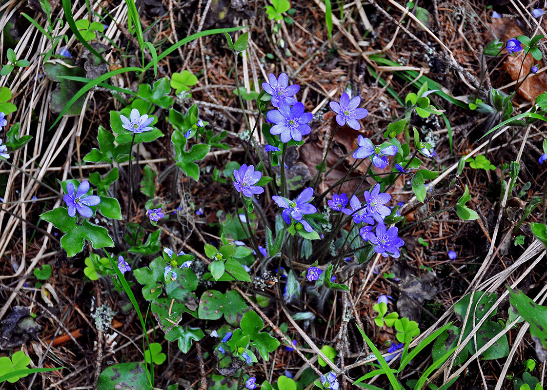 Image of Hepatica nobilis specimen.