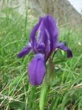 Iris aphylla