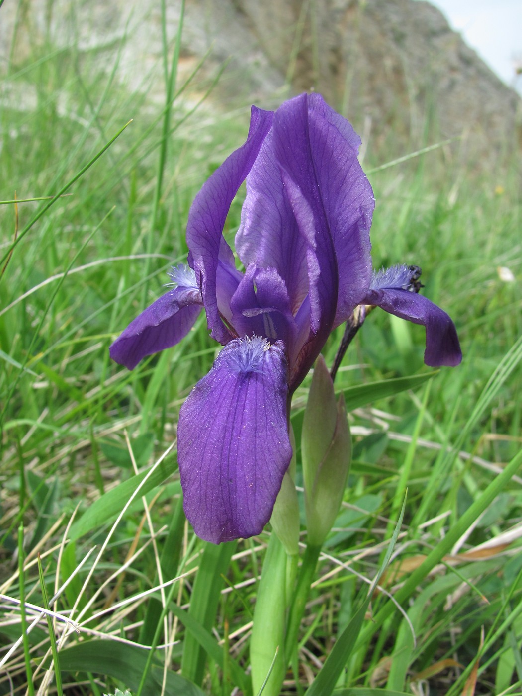 Изображение особи Iris aphylla.