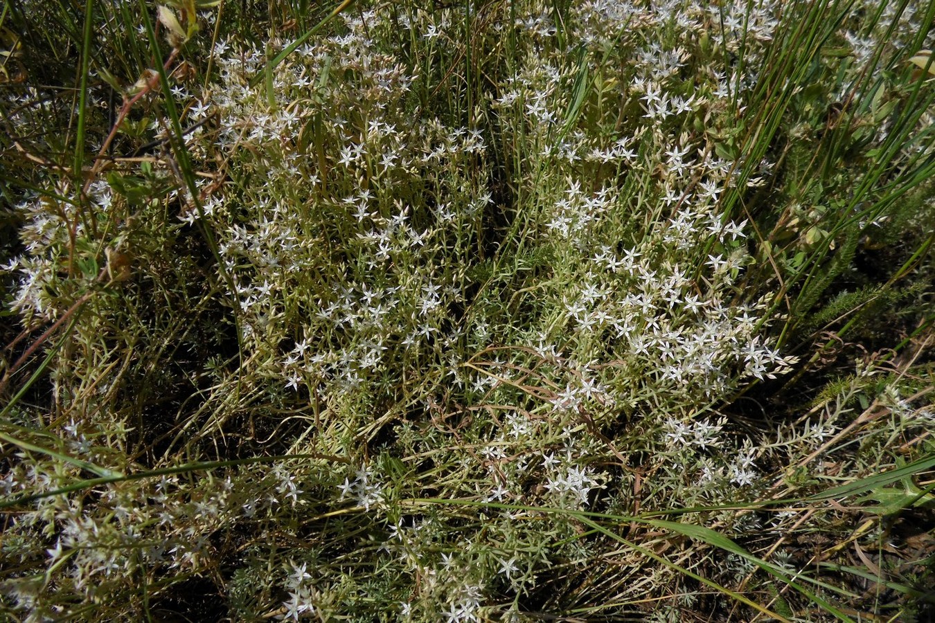 Изображение особи Sedum pallidum.