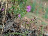 Dianthus campestris. Цветущие растения. Ульяновск, Заволжский р-н, высокий берег р. Волга, край обрыва. 01.07.2019.