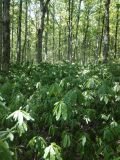 Rhododendron luteum