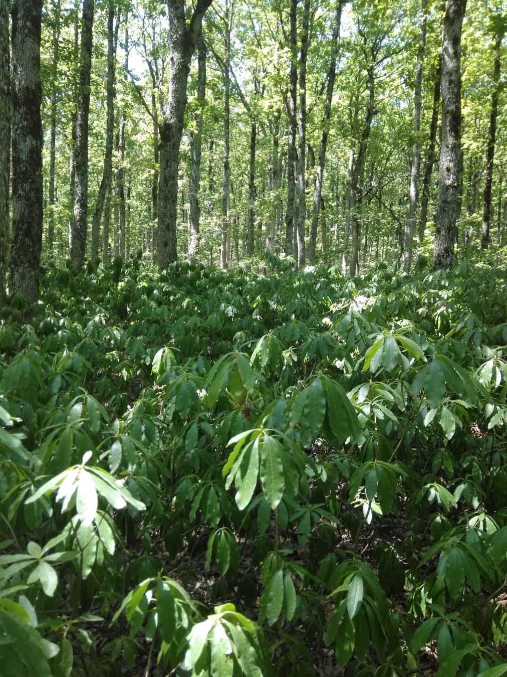 Изображение особи Rhododendron luteum.