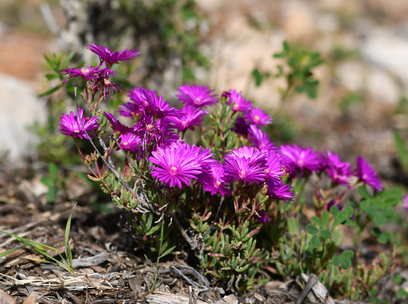 Изображение особи Lampranthus productus.