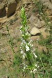 Stachys atherocalyx. Соцветие. Дагестан, Кумторкалинский р-н, хр. Нарат-Тюбе, редколесье на склоне. 31 мая 2019 г.