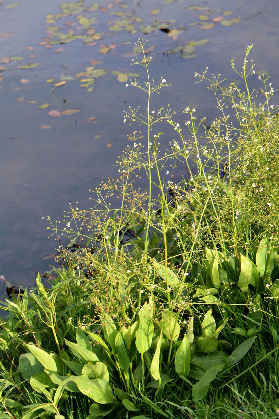 Image of Alisma plantago-aquatica specimen.